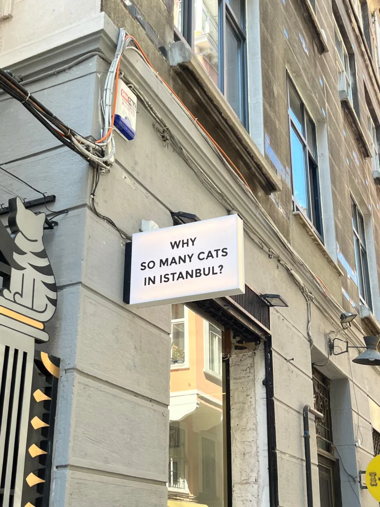 İstanbul Kedi Müzesi. Fotoğraf: Şule Yılmaz / Siyah Dergi