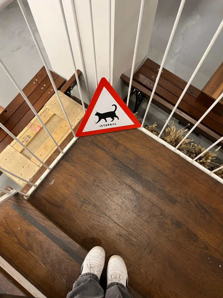 İstanbul Kedi Müzesi. Fotoğraf: Şule Yılmaz / Siyah Dergi