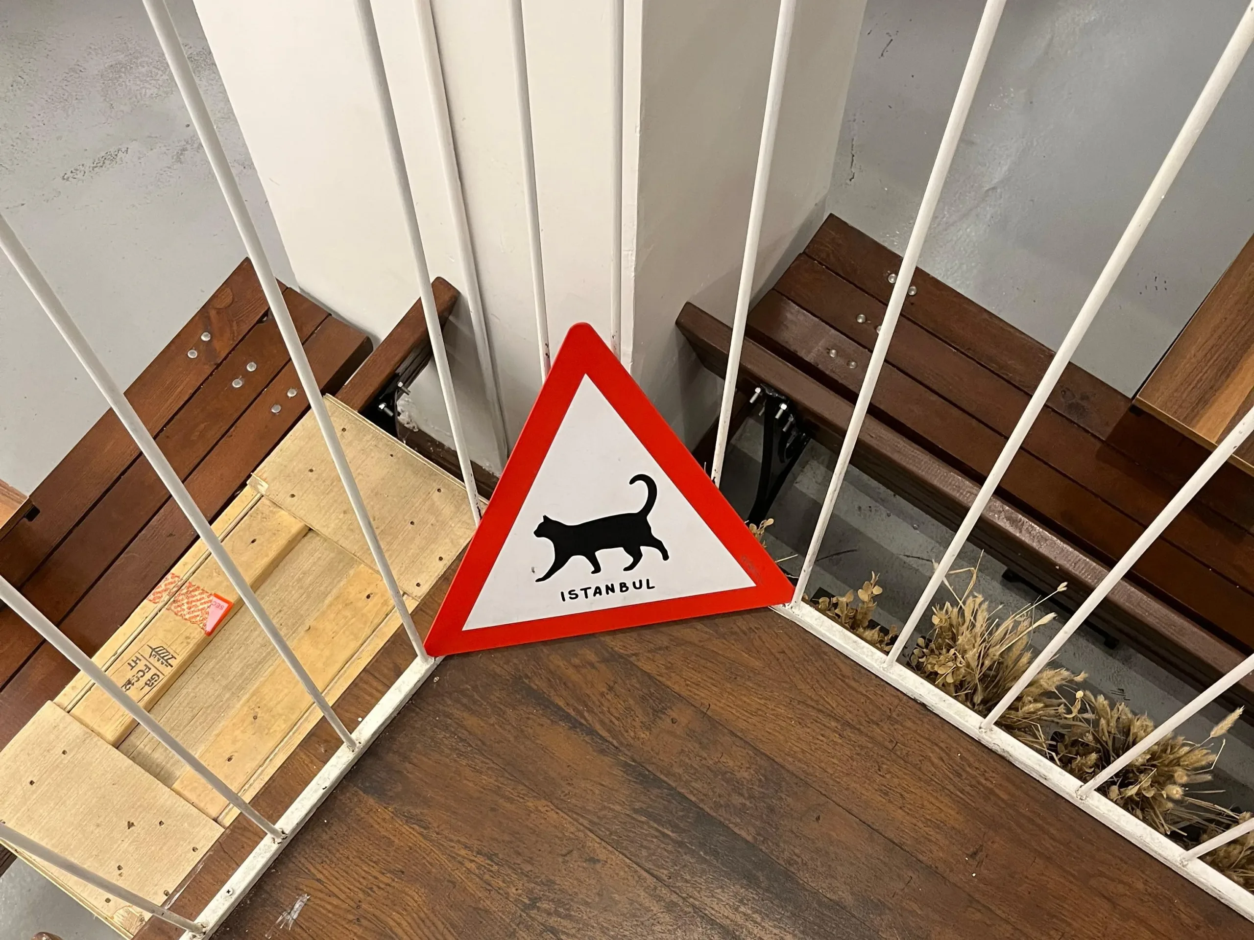 İstanbul Kedi Müzesi. Fotoğraf: Şule Yılmaz / Siyah Dergi