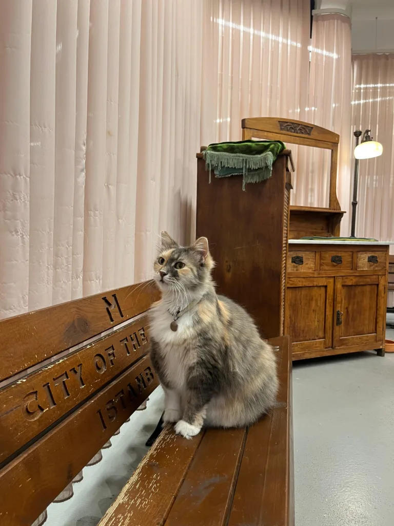 İstanbul Kedi Müzesi. Fotoğraf: Şule Yılmaz / Siyah Dergi