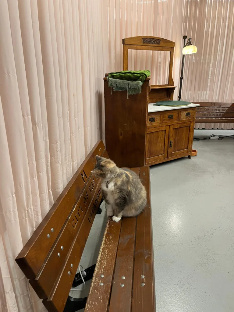 İstanbul Kedi Müzesi. Fotoğraf: Şule Yılmaz / Siyah Dergi