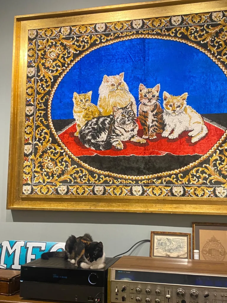 İstanbul Kedi Müzesi. Fotoğraf: Şule Yılmaz / Siyah Dergi