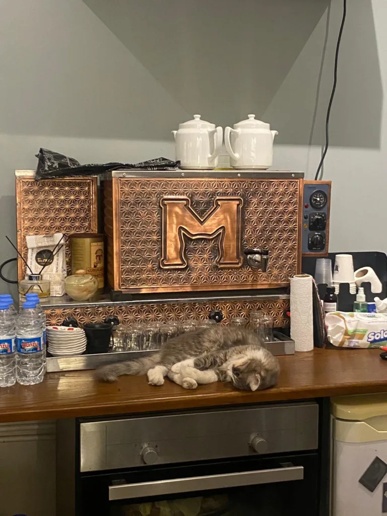 İstanbul Kedi Müzesi. Fotoğraf: Şule Yılmaz / Siyah Dergi