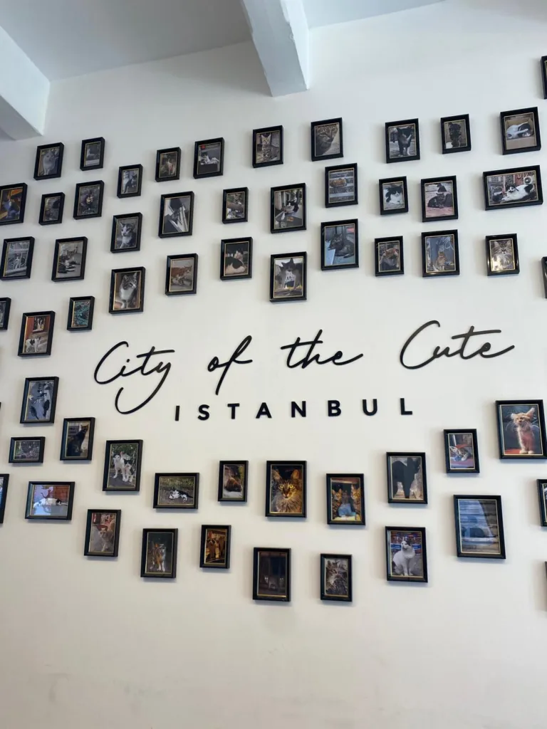 İstanbul Kedi Müzesi. Fotoğraf: Şule Yılmaz / Siyah Dergi