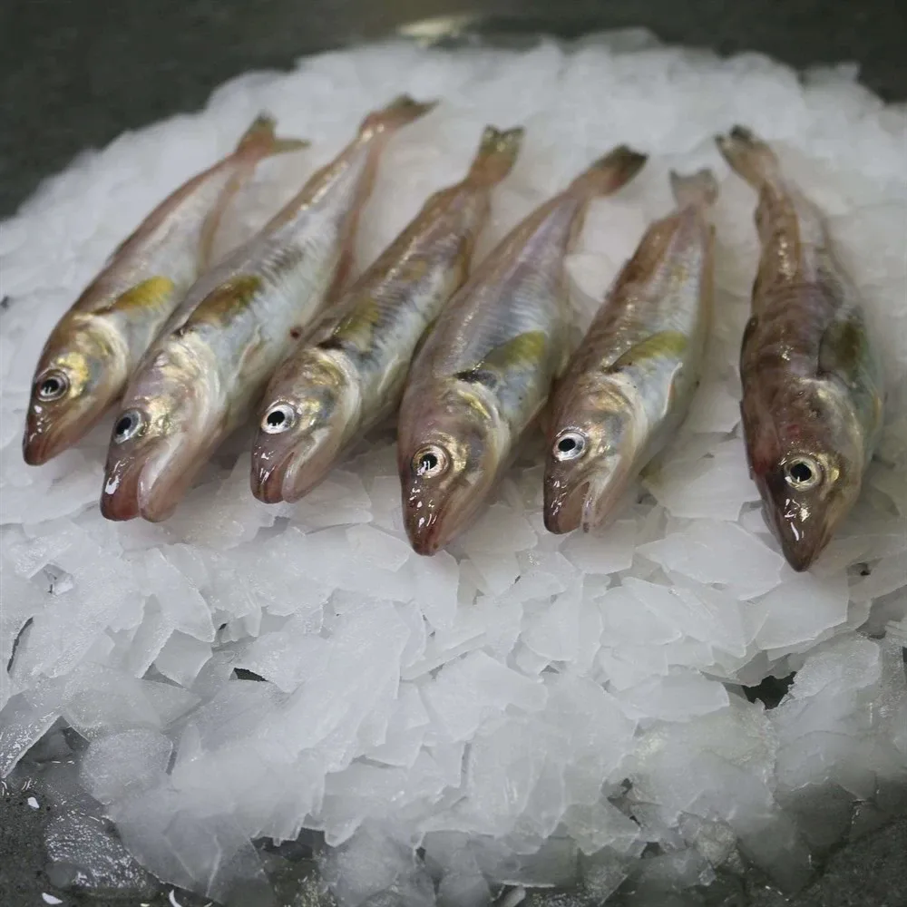 Fresh fish on ice display