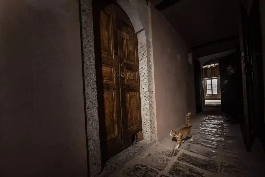 Kedi kapısı