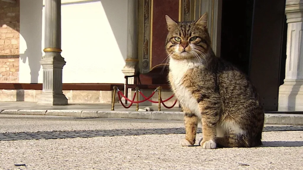 Kedi kapısı